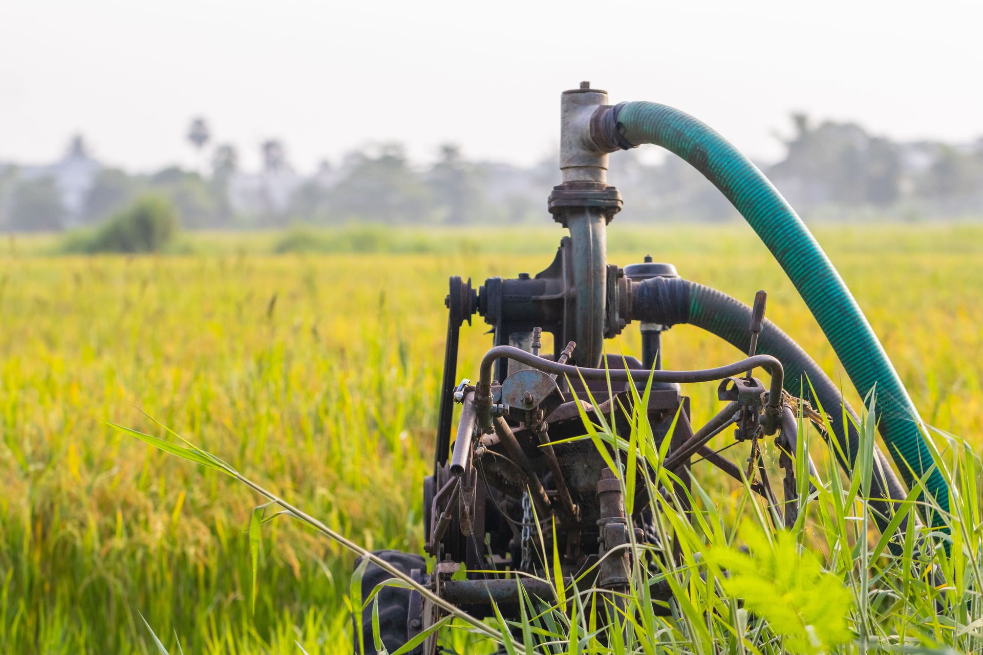 A water pump in a lush green field in rural Surat, India, highlights modern irrigation.